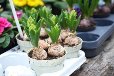 Bahar sümbülleri kaplarda çiçek açmaya başlar..