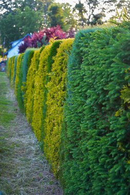Çevrede birkaç çalıdan oluşan yeşil çalılar var..