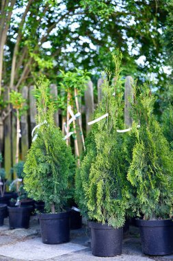 Bahçe konteynerlerinde yetişen ağaç fideleri..