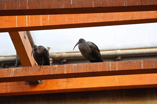 Hayvanat bahçesinde çift siyah girdaplar.