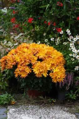 Kavanozda portakal topu kasımpatısı.