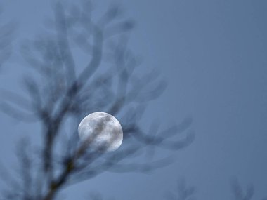 Akşam gökyüzünde dolunay ve ağaçların bulanık dalları..