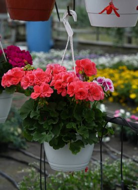 Pelargonium Parlak Gün mercan rengi çiçek saksısında yakın plan.