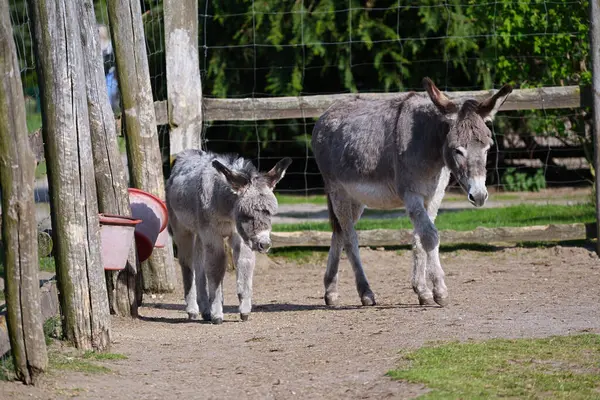 Açık ahşap hayvan ağılında küçük şirin bir eşeği olan eşek.