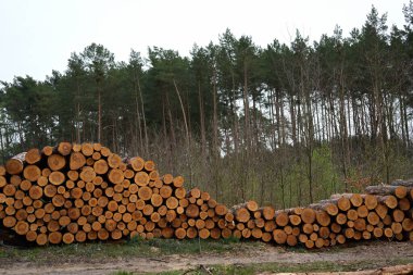 Bir çam ormanının ortasında katlanmış çam ağacı gövdeleri