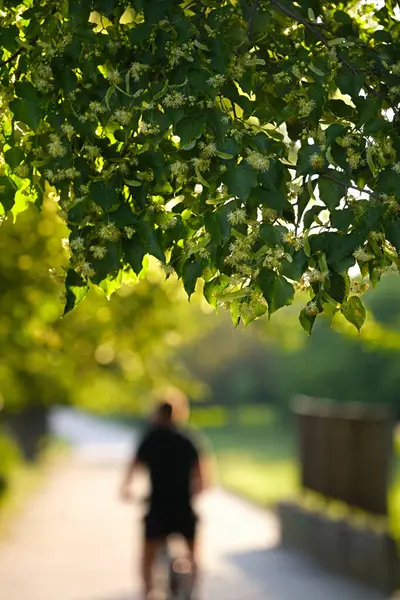 Güneşli bir günde şehir parkında çiçek açan limon dalları..