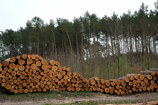 Bir çam ormanının ortasında katlanmış çam ağacı gövdeleri