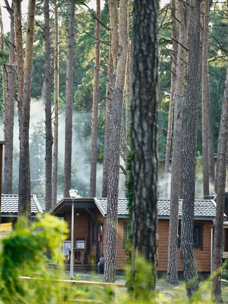 Yaz tatili için çam ormanındaki ahşap evler..