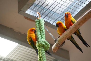 Renkli turuncu papağanlar ahşap direğin üzerinde tavanın altında oturuyorlar.