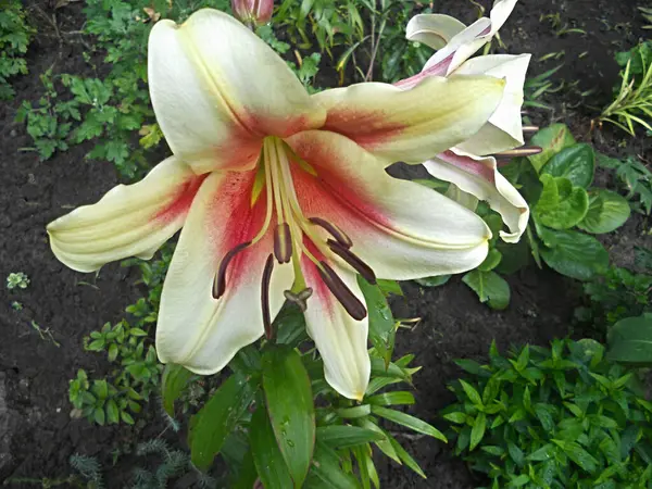 Çiçekli Lily Lavon Melezi Bahçeye yakın.