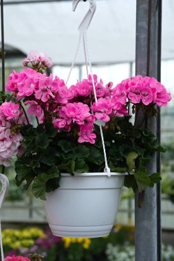 Pembe Pelargonium Capri asılı beyaz tencere yakın plan