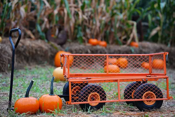 Çiftlikte metal portakallı sebze nakliye arabası.