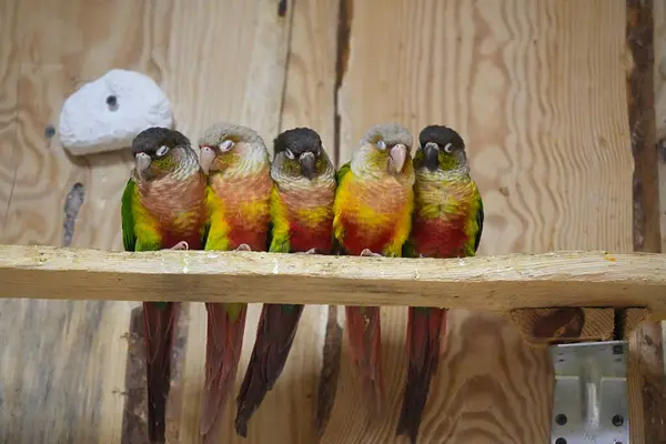 Grup renkli papağanlar Pyrrrhura diş ipi kapalı alandaki ahşap levrekte oturuyor ve uyuyor..