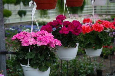 Seranın yakın planında çiçek açan pembe ve kırmızı tonlardan oluşan bir grup.