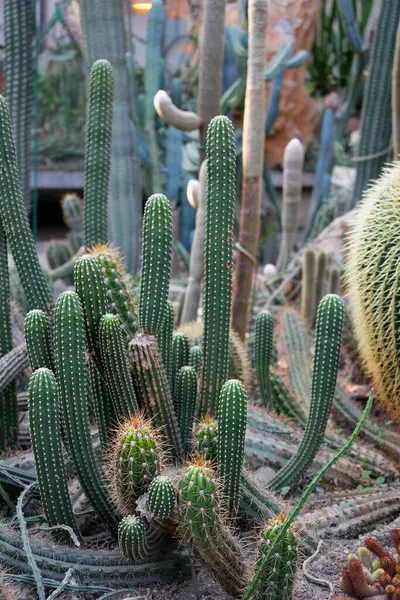 Uzatılmış kaktüs grubu..