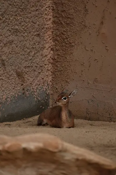 Hayvanat bahçesindeki küçük şirin antilop..