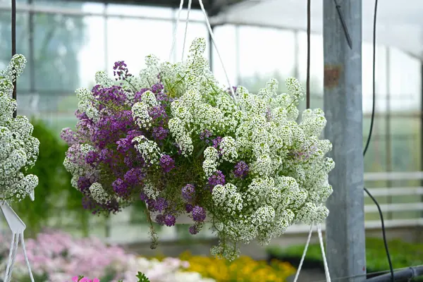 Lobularia serada yakın planda asılı duran bir tencerede iki çeşit beyaz ve mor.