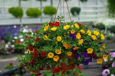 Kalibrakhoa rengarenk çiçekleri yakın plan çekimde sallandırıyor.