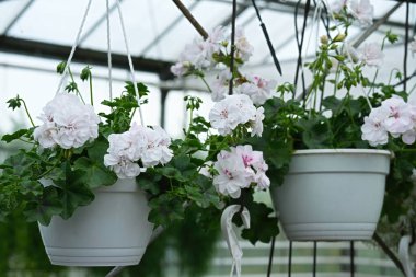 Pelargonium peltatum Beyaz Kanatlar asılı beyaz tencereye yakın plan