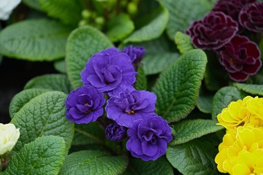 Bahar bahçesinde çiçek açıyor Okyanus mavisi