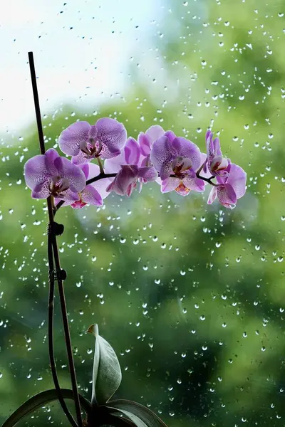 Bulanık yeşil zemin üzerinde pembe çiçekli orkide dalları ve cam üzerine yağmur damlaları.