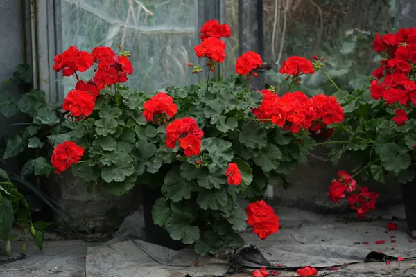 Serada yetişen saksılarda kırmızı sardunya