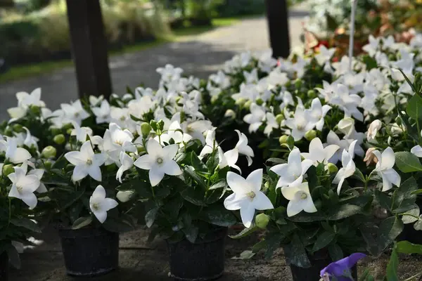 Beyaz Platycodon çiçek saksılarında bitki yetiştirme odasında görkemli.