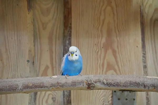 Tahta sapında oturan parlak mavi papağan..
