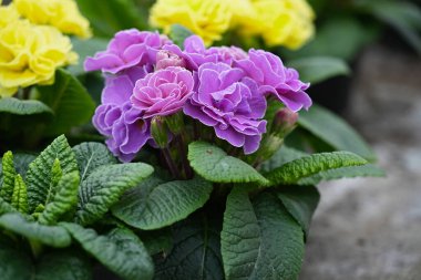 Çiçekli pembe çuha çiçeği Frou Frou kapta yakın plan.