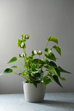 Gri arkaplanda çiçek saksısında bulunan Anthurium.