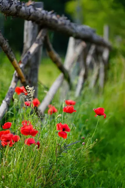 Köy çitlerinin yanında parlak kırmızı gelincikler