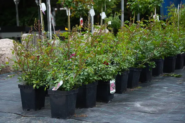 Çiçek fidanlıklarında, açık hava ekimi için siyah tepsilerde gül fideleri.