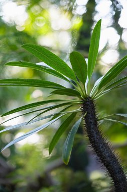 Madagaskar palmiyesi botanik bahçesinde yakın plan.