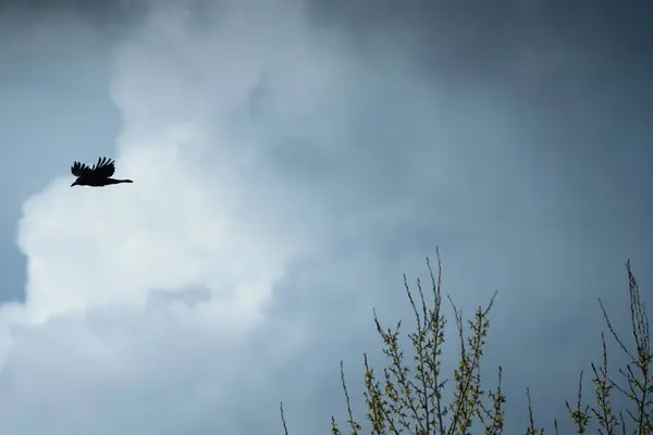 Fırtınada uçan bir kuşun karanlık silueti..