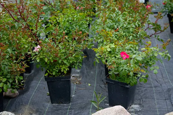 Kırmızı ve pembe renkli Rosa Moyeji, bitki yetiştirme odasında.