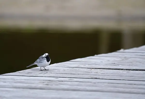 Wagtail bulanık bir arka planda tahta bir platformda duruyor..