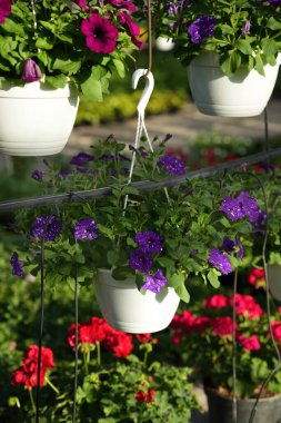 Petunyaların yetiştirilmesi Gece gökyüzü ve seradaki diğer renkli çeşitlilikler.