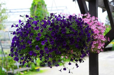 Koyu mor belediye meclis üyesi Petunia, açık hava zula kabında çiçek açıyor..