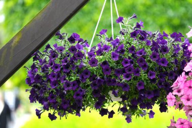 Koyu mor belediye meclis üyesi Petunia, yaz bahçesinde saksıda çiçek açıyor.