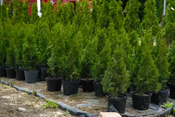 Tohumlar ağaç eşkiyası, bitki yetiştirme kabında saksıda.