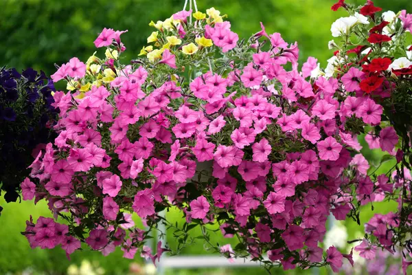 Süpertunya petunyası Vista Bubblegum yaz bahçesinde bol bol çiçek açıyor