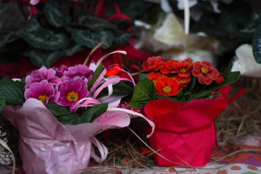 Renkli çiçek primula hediye paketi yakın plan