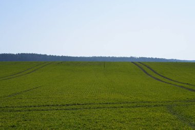 Parlak yeşil filizli bahar tarım alanının yatay fotoğrafı