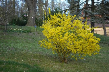 Bahar bahçesinde, ön planda, Forsythia 'nın çiçek açan çalısı.
