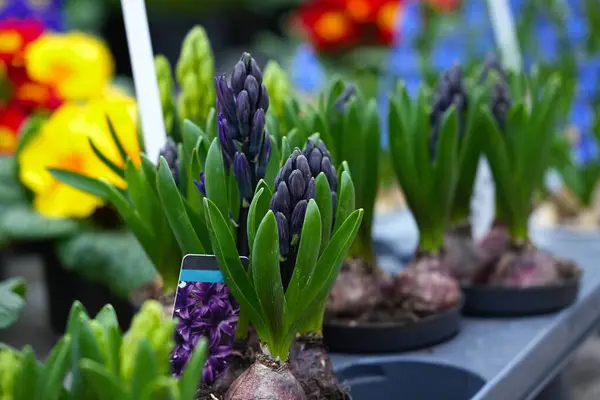 Mor sümbül çiçeğin başında saksıda.