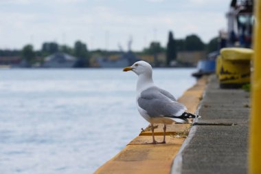 Ringa martısı deniz iskelesinin kenarında yakın planda duruyor.