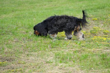 Şövalye Kral Charles Spaniel yeşil bir çayıra karşı siyah-kahverengi köpek