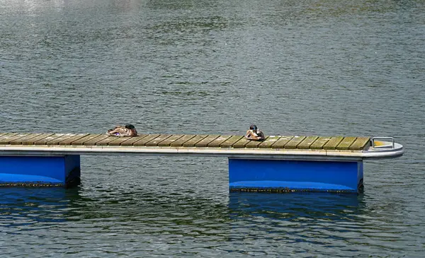 Suyun üzerindeki ahşap iskelede dinlenen iki ördeğin resmi.