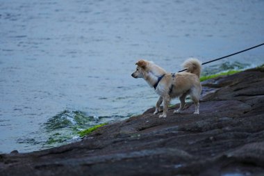 Köpek cinsi Alopekis, aynı zamanda küçük Yunan köpeği olarak da bilinir, kayalık sahilde su kenarında durur..