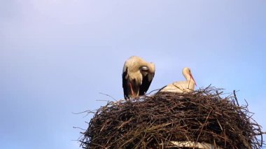 Video of a pair of storks in the nest, a female sows eggs, and a male puts himself in order